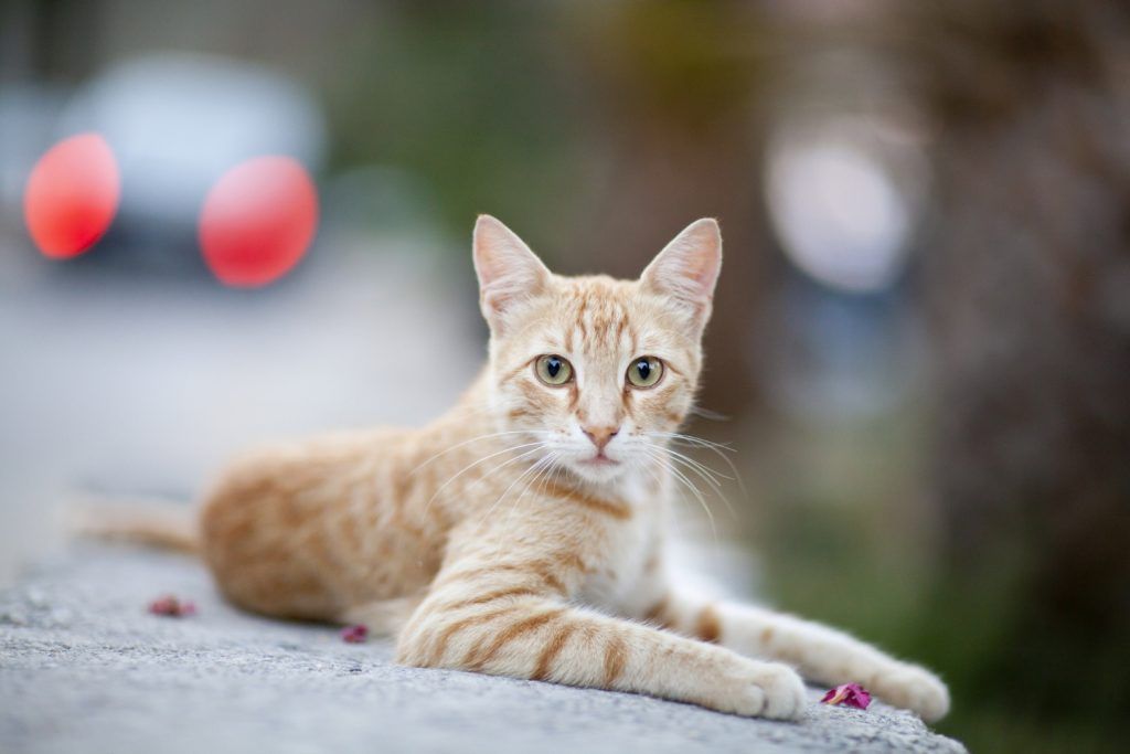 cat-traieste-o-pisica-sterilizata-1