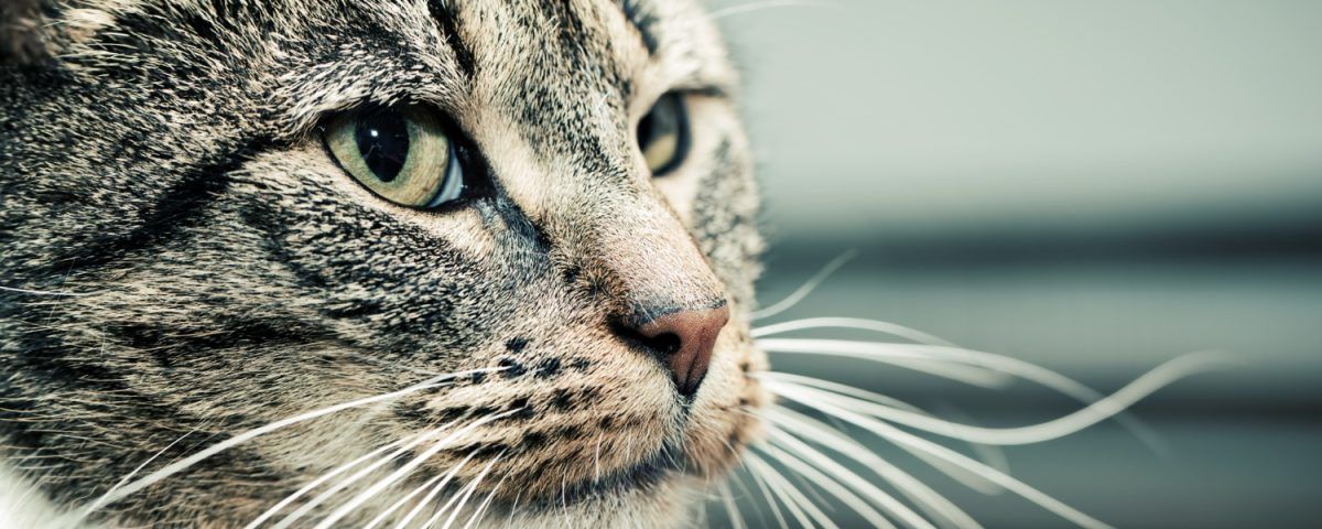 cat-traieste-o-pisica-sterilizata