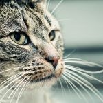 cat-traieste-o-pisica-sterilizata