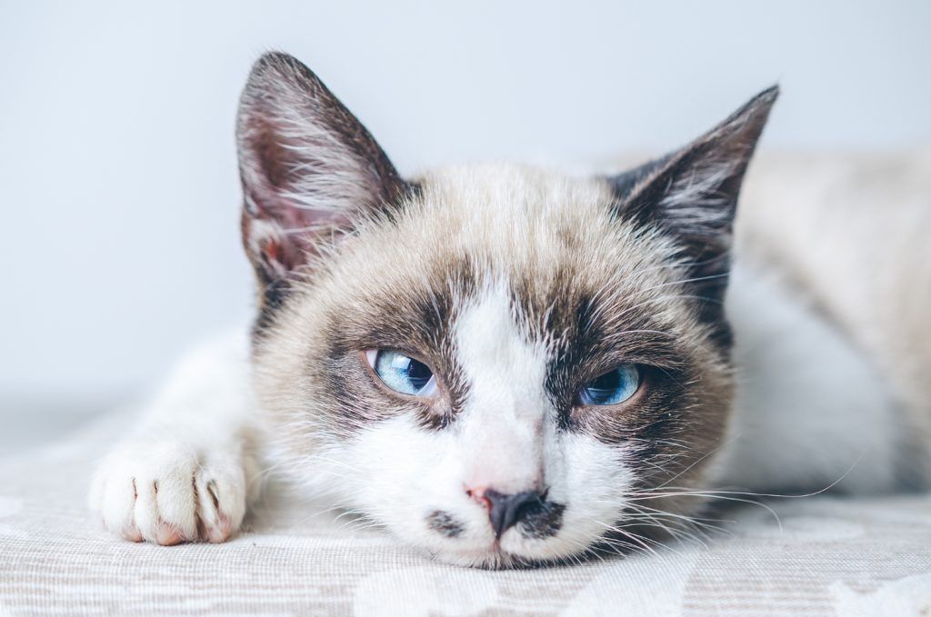 cat-traieste-o-pisica-sterilizata-2