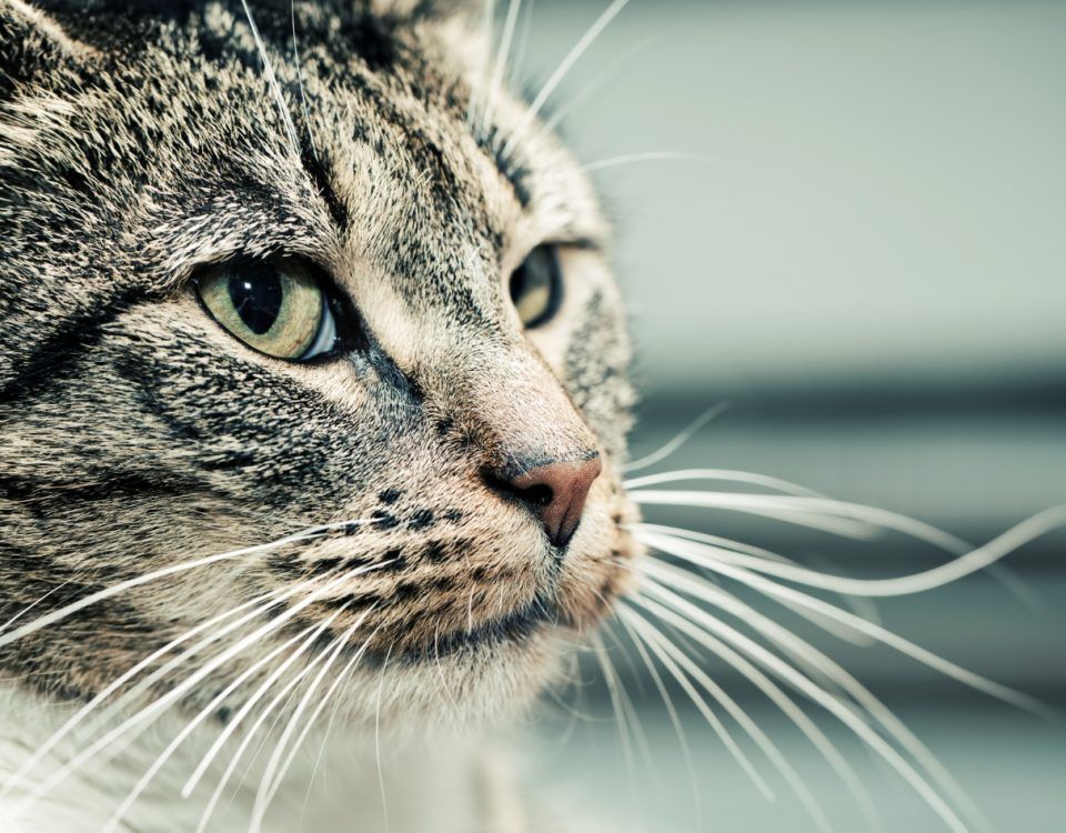 cat-traieste-o-pisica-sterilizata