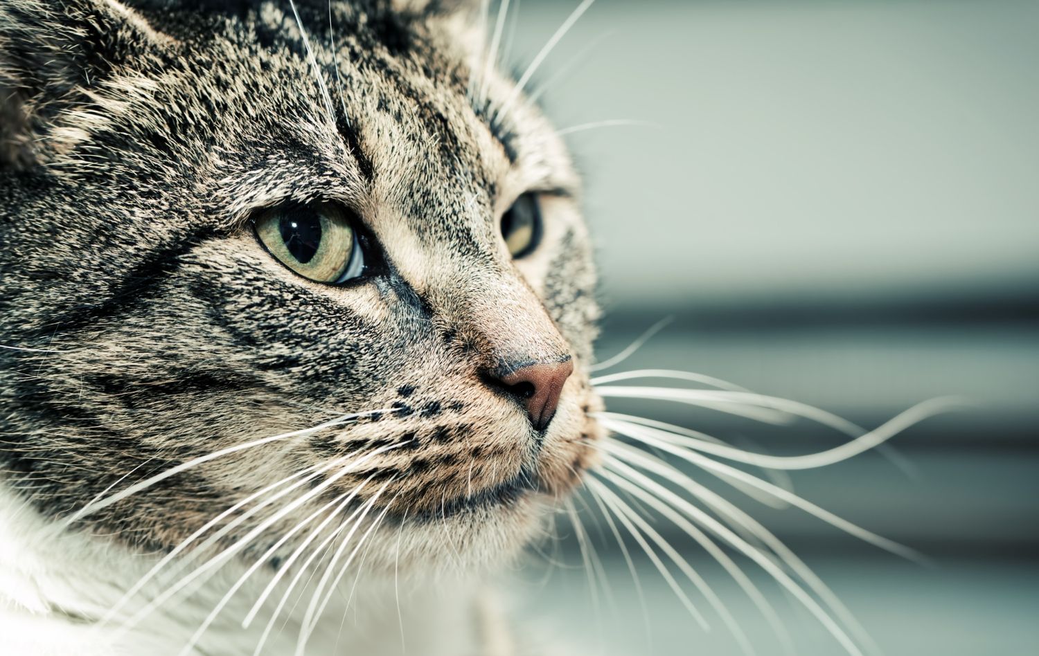 cat-traieste-o-pisica-sterilizata