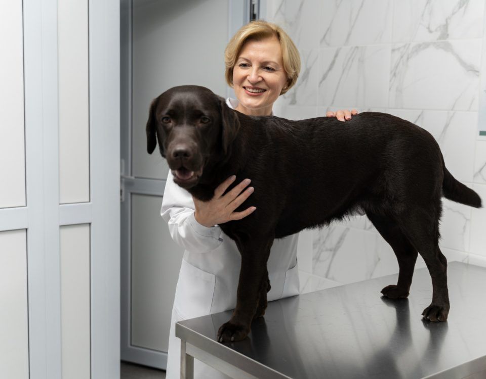 farmacie-veterinara-sector-4